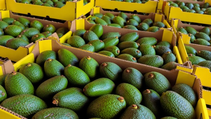 Cajas de cartón repletas de aguacates Hass de alta calidad listos para empaque y distribución. 