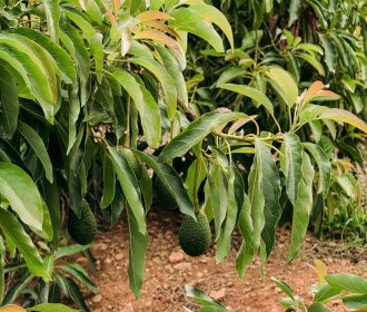 Honduras is betting on avocados after coffee