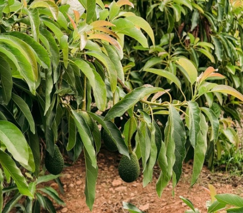 Ramas de un árbol de aguacate cargadas con hojas verdes y frutos de aguacate Hass en desarrollo en un huerto agrícola.