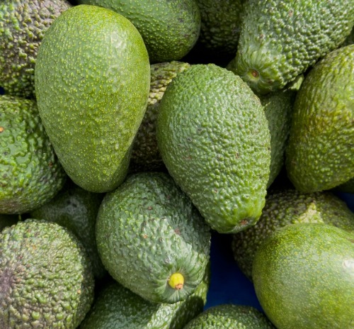 Vista en plano detalle de aguacates Hass verdes cosechados y apilados para su selección y exportación a mercados internacionales.