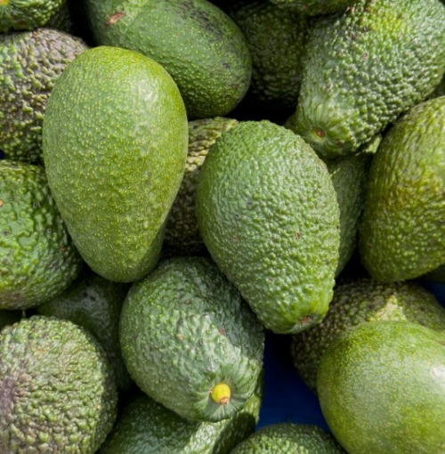 Close-up view of green Hass avocados harvested and stacked for selection and export to international markets.