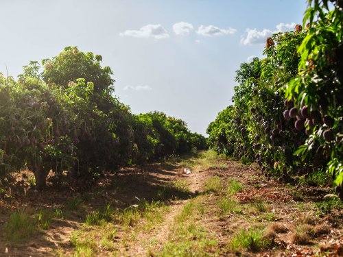 Tanzania y el desafío exportador de aguacate en África