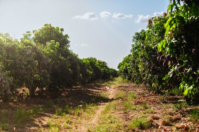 Camino entre hileras de árboles frutales en un huerto agrícola bajo el sol 