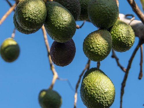Cómo defender el margen de venta en la industria del aguacate