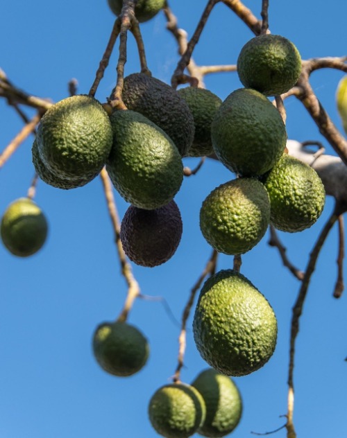 Quality, kilos per hectare and new markets: Avobook CEO explains how to defend margins in the avocado industry in the face of more origins.
