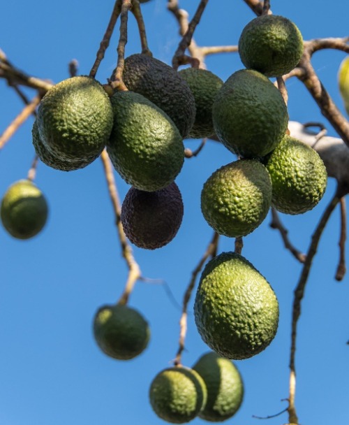 Racimo de aguacates Hass colgando de las ramas de un árbol, mostrando diferentes estados de maduración y textura rugosa bajo un cielo azul claro.
