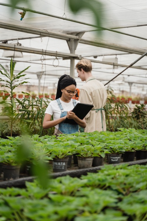 Researchers evaluating crop development