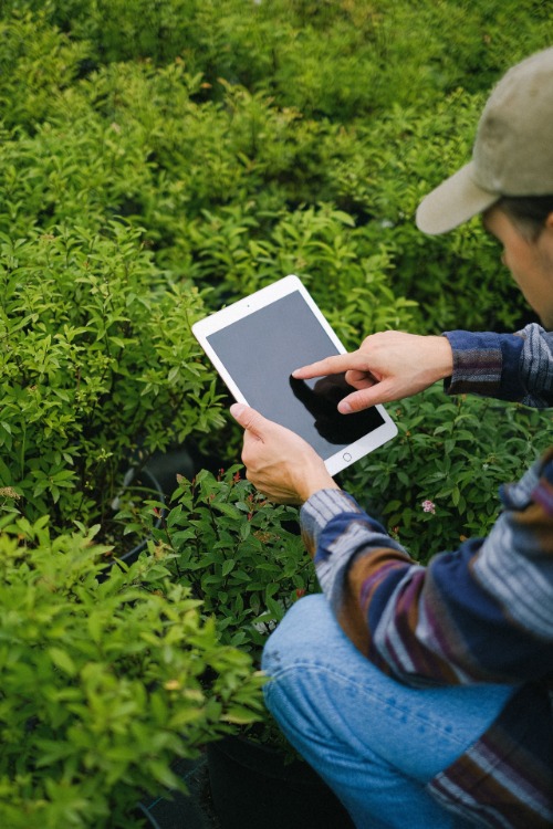 Técnico utilizando una tablet digital para monitorear cultivos y datos agrícolas en terreno.