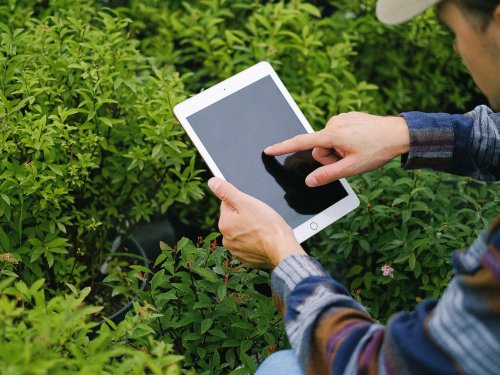 Inteligencia artificial para estimar la cosecha de aguacate