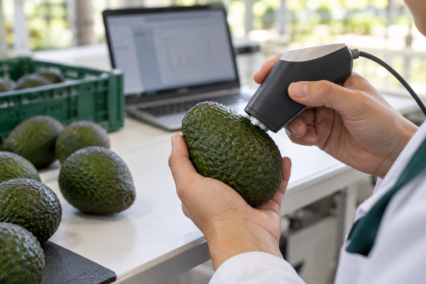 Especialista utilizando un escáner portatil NIR para analizar la madurez de un aguacate en un laboratorio. 
