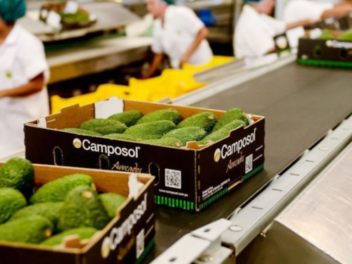Cajas de aguacates de exportación marca Camposol Avocados en la cinta transportadora de una planta empacadora.