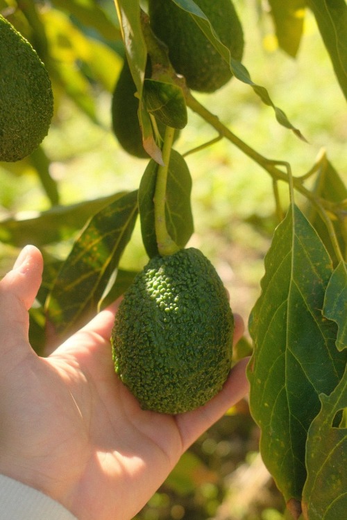 Mano de un agricultor evaluando un aguacate Hass fresco colgado de la rama del árbol.
