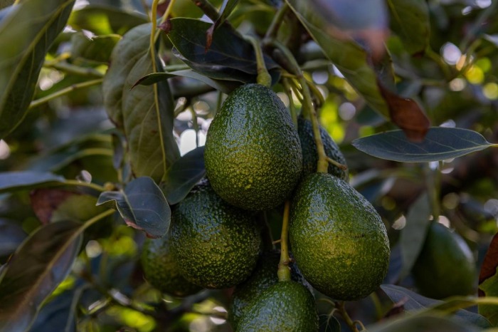Racimo de paltas Hass madurando en las ramas de un árbol en Valle Leyda.