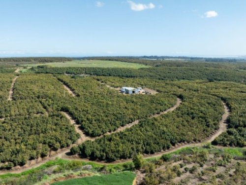 Valle Leyda prepara su cosecha y proyecta mejores calibres