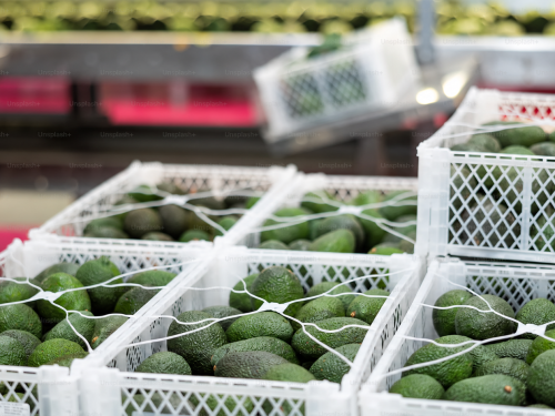 Argentina: Chile queda como principal proveedor de aguacate