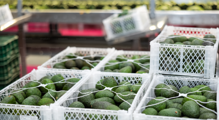 Cajas de plástico blanco con palta Hass fresca empacada para exportación.