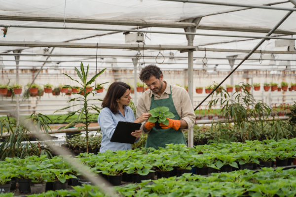 Investigadora con carpeta y especialista examinando las hojas de una planta joven en maceta dentro de un invernadero.