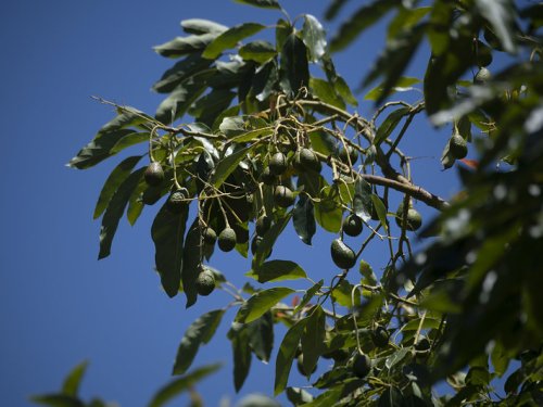 El desafío de producir aguacate rentable en California