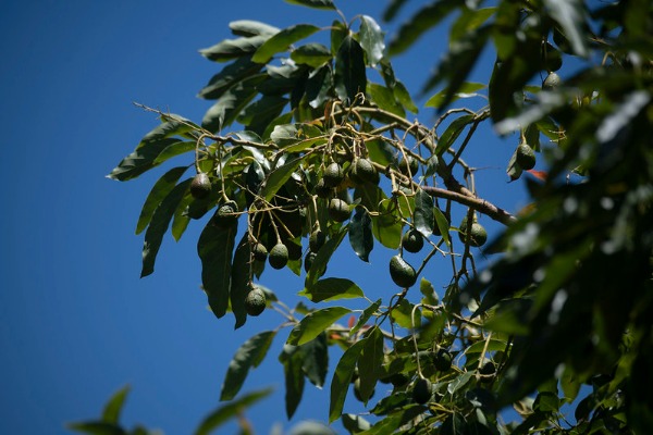  Racimos de pequeños aguacates creciendo en las ramas de un árbol frutal contra un fondo de cielo azul 