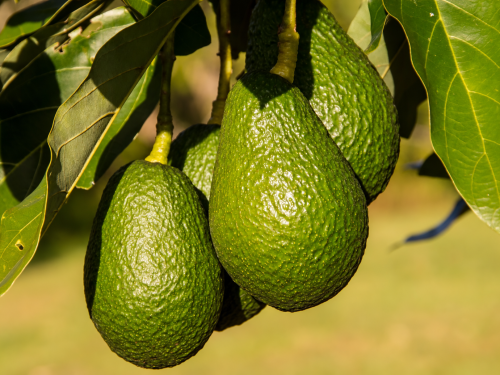 Kenia cierra su temporada marítima de aguacate