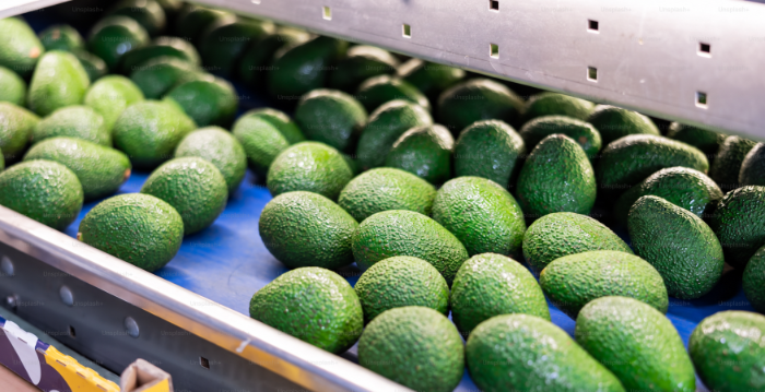 Aguacates frescos de piel rugosa seleccionados y avanzando sobre una cinta transportadora azul en una planta de empaque.